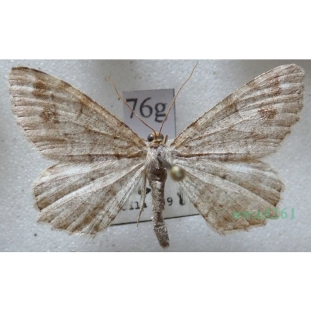 Macaria signaria (Hübner, 1809) Witalnik choiniak Czech76g